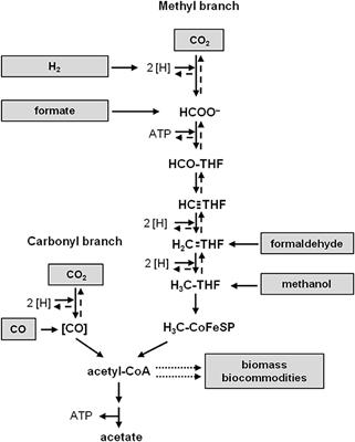 Overcoming Energetic Barriers in Acetogenic C1 Conversion